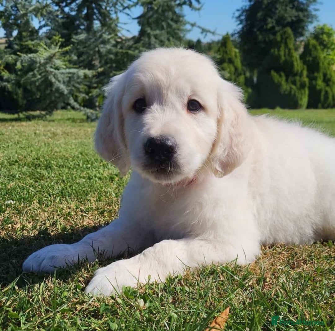 Golden Retriever dogs for sale: Beautiful Golden Retriever puppies - Image 3