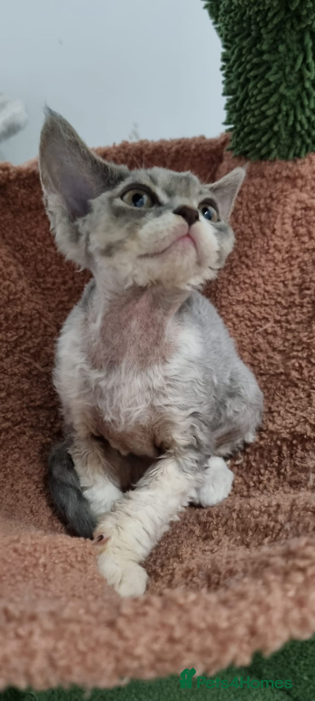 Devon Rex cats for sale: Three lovely brothers and sister - Advert 13