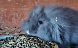 Mixed Breed rabbits for sale: Last Minilop, lionhead, mixed breed baby rabbits. - Image 3
