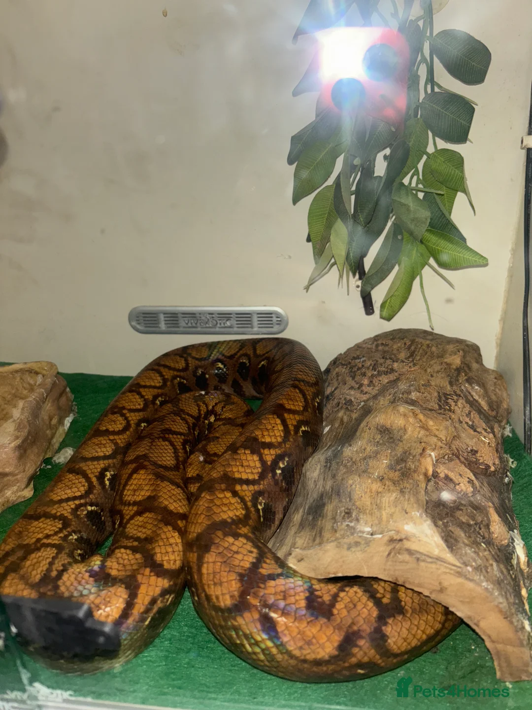 Snake reptiles for sale: Snake  in London - Advert 1