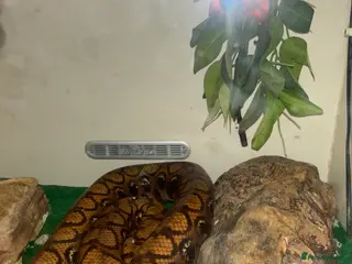 Snake reptiles Snake in London - Advert 1