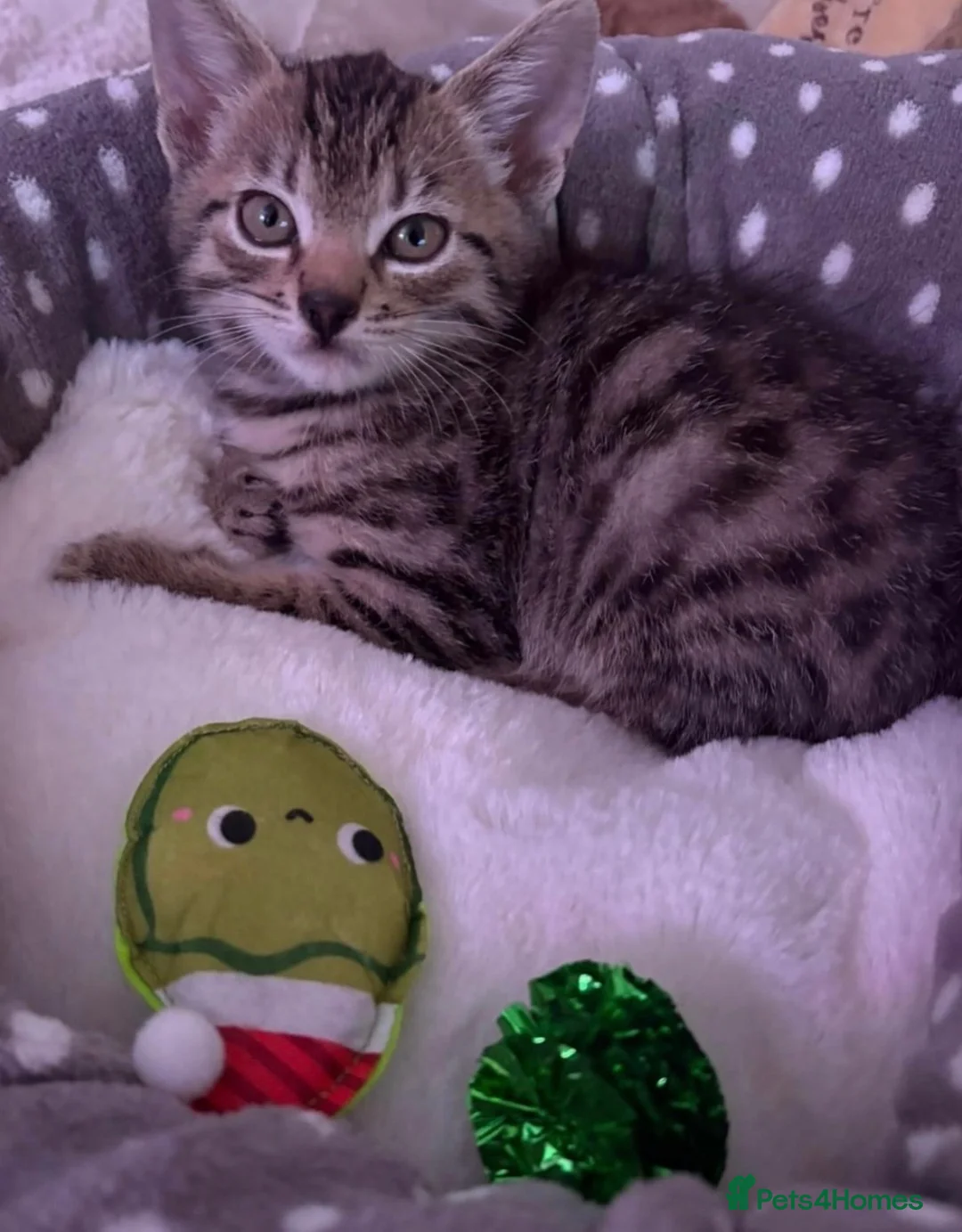 Bengal cats for sale: Beautiful Male bengal kitten in Horsham - Advert 2