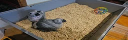 Parrots birds for sale: Silly teamed hand reared African grey Baby in Greenford - Advert 2
