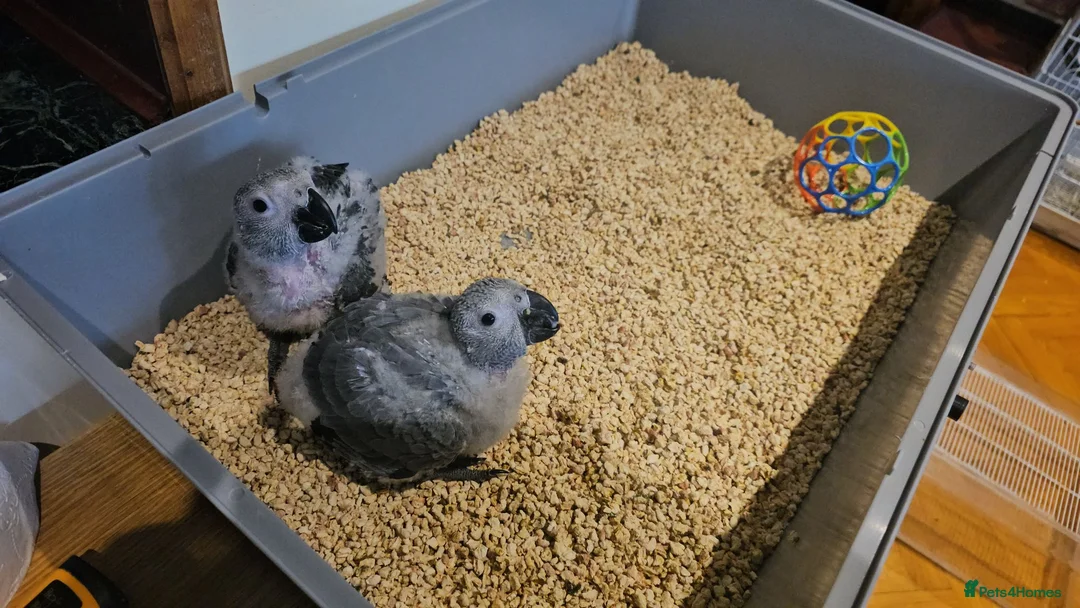 Parrots birds for sale: Silly teamed hand reared African grey Baby in Greenford - Advert 2