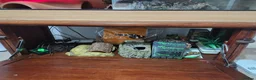 Python Snake reptiles for sale: Royal Python with full Viv set up - Advert 5