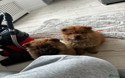 Chow Chow dogs for sale: Cinnamon Chow Chow Puppies - Image 18