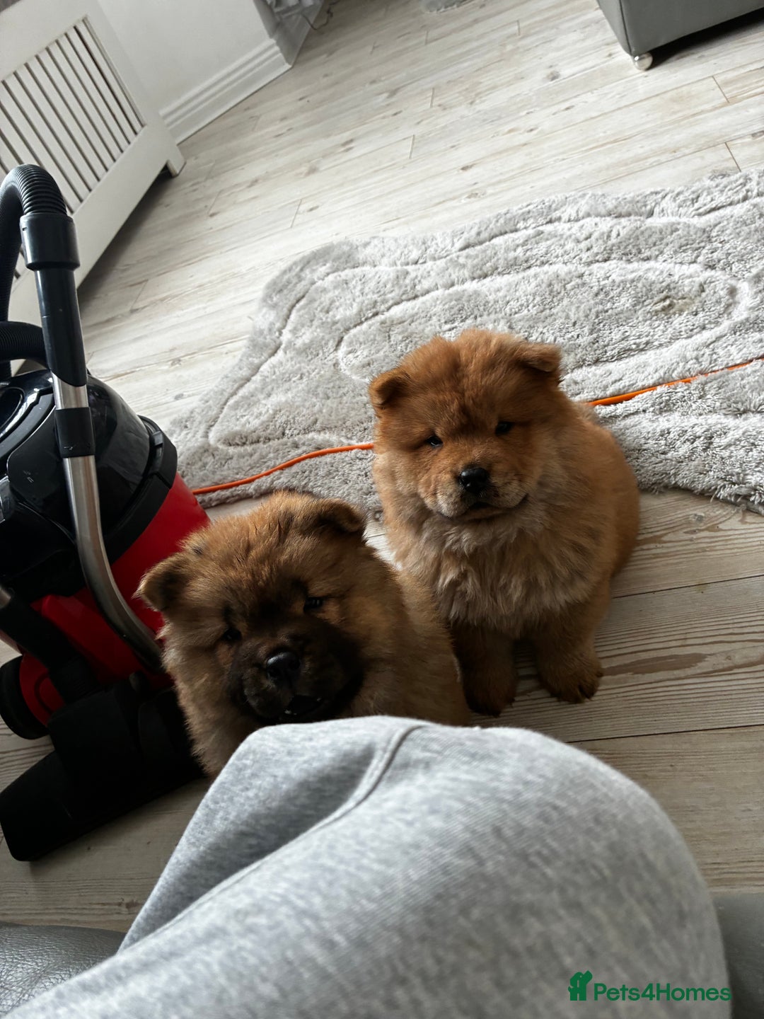 Chow Chow dogs for sale: Cinnamon Chow Chow Puppies - Image 18