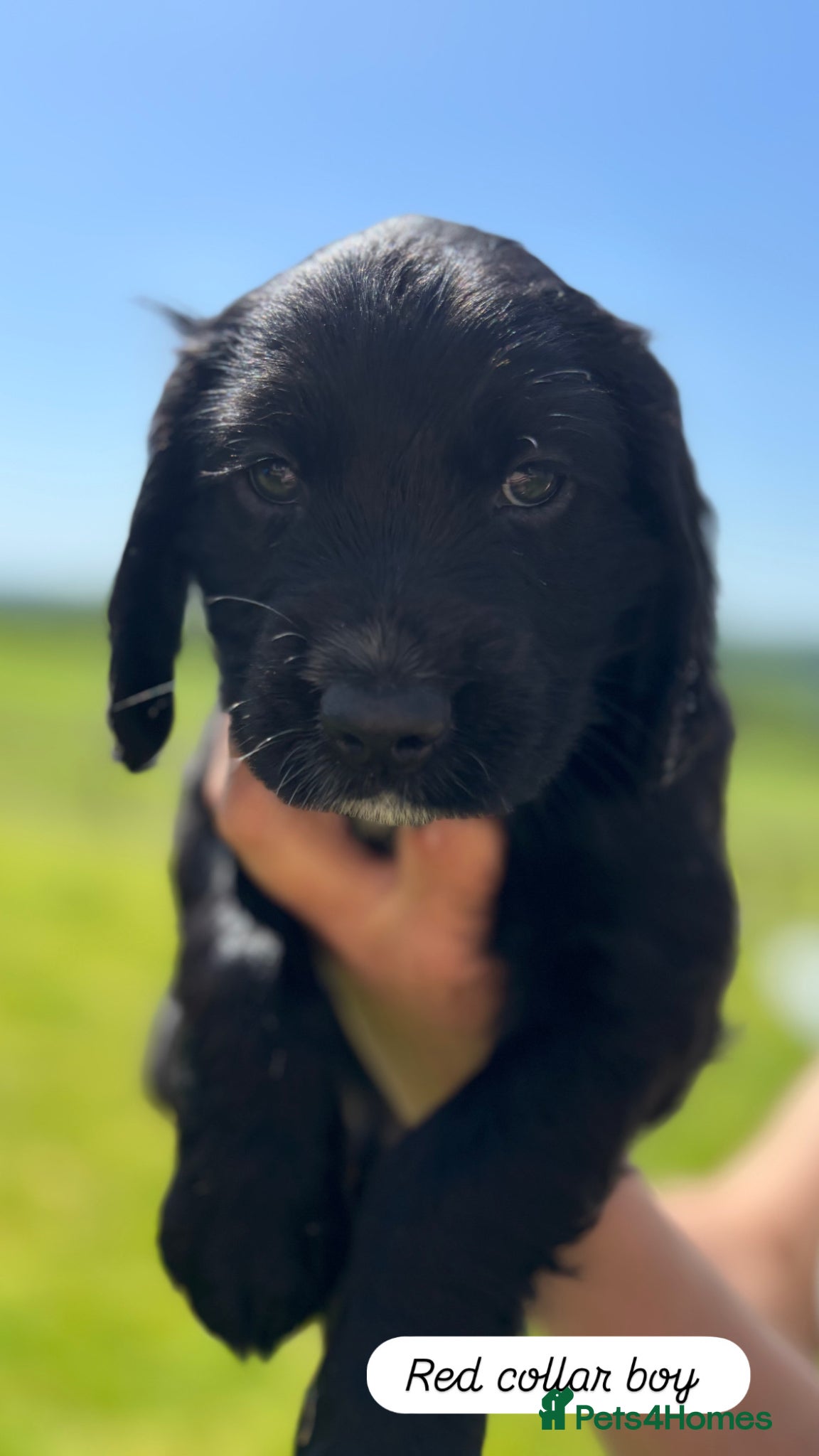 Cocker Spaniel dogs Cocker spaniel  - Advert 8