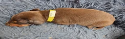 Dobermann dogs for sale: Healthy, happy Dobermann puppies available - Advert 12