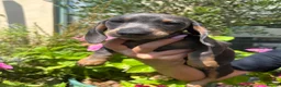Miniature Dachshund dogs for sale: Stunning KC Miniature Dachshund Last 3 - Advert 18