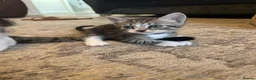 Mixed Breed cats for sale: Mixed breed girls kittens - Advert 12