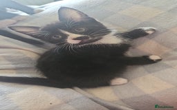 Mixed Breed cats for sale: Kittens for sale - Image 3