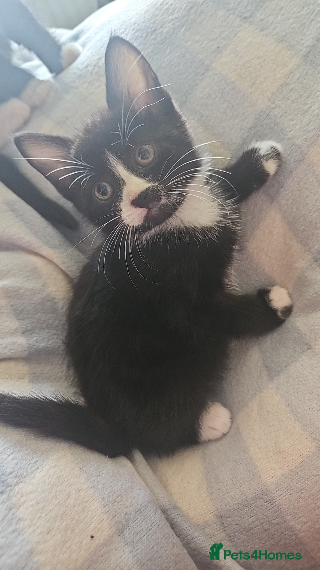 Mixed Breed cats for sale: Kittens for sale - Image 3