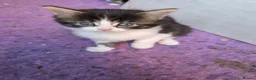 Mixed Breed cats for sale: 5 kittens and adult cat sale. Adult cat £50  in Ipswich - Advert 3
