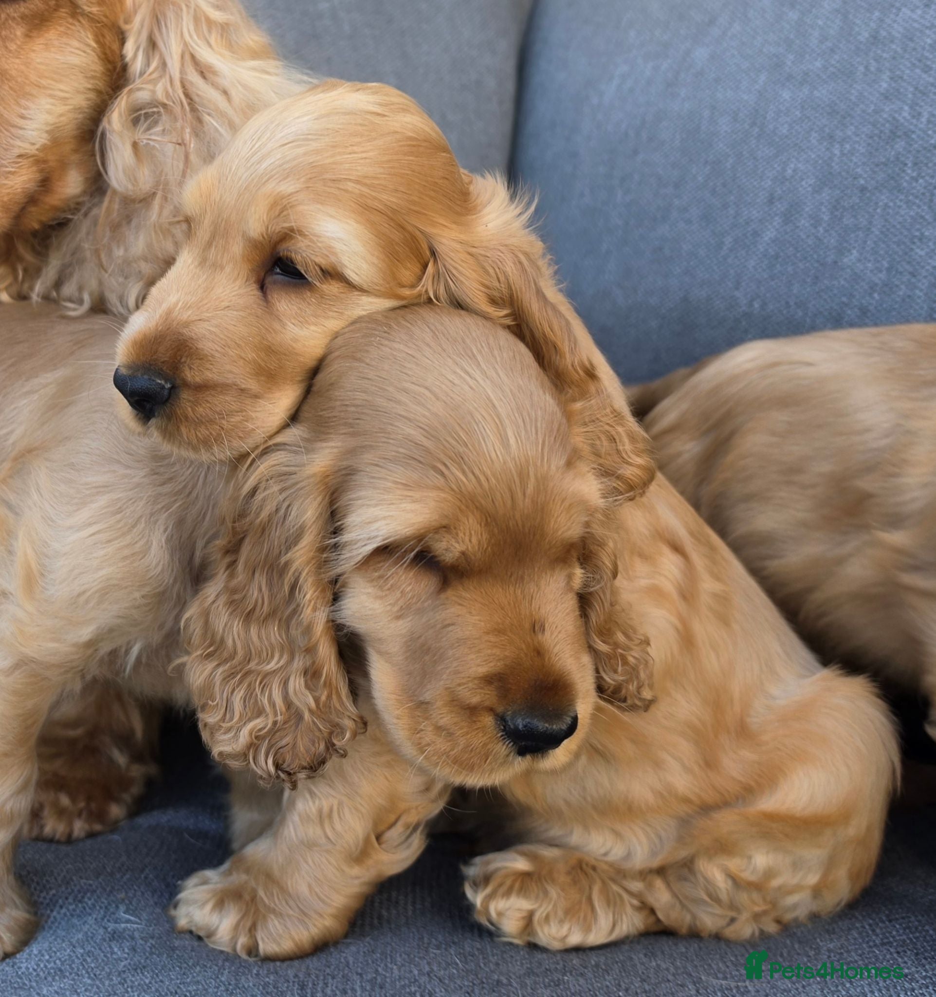 Cocker Spaniel dogs KC SHOW COCKER SPANIELS ( GENETIC TESTED PARENTS) - Advert 15