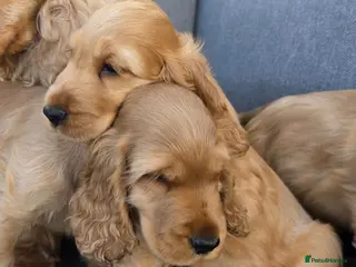 Cocker Spaniel dogs KC SHOW COCKER SPANIELS ( GENETIC TESTED PARENTS) - Advert 4