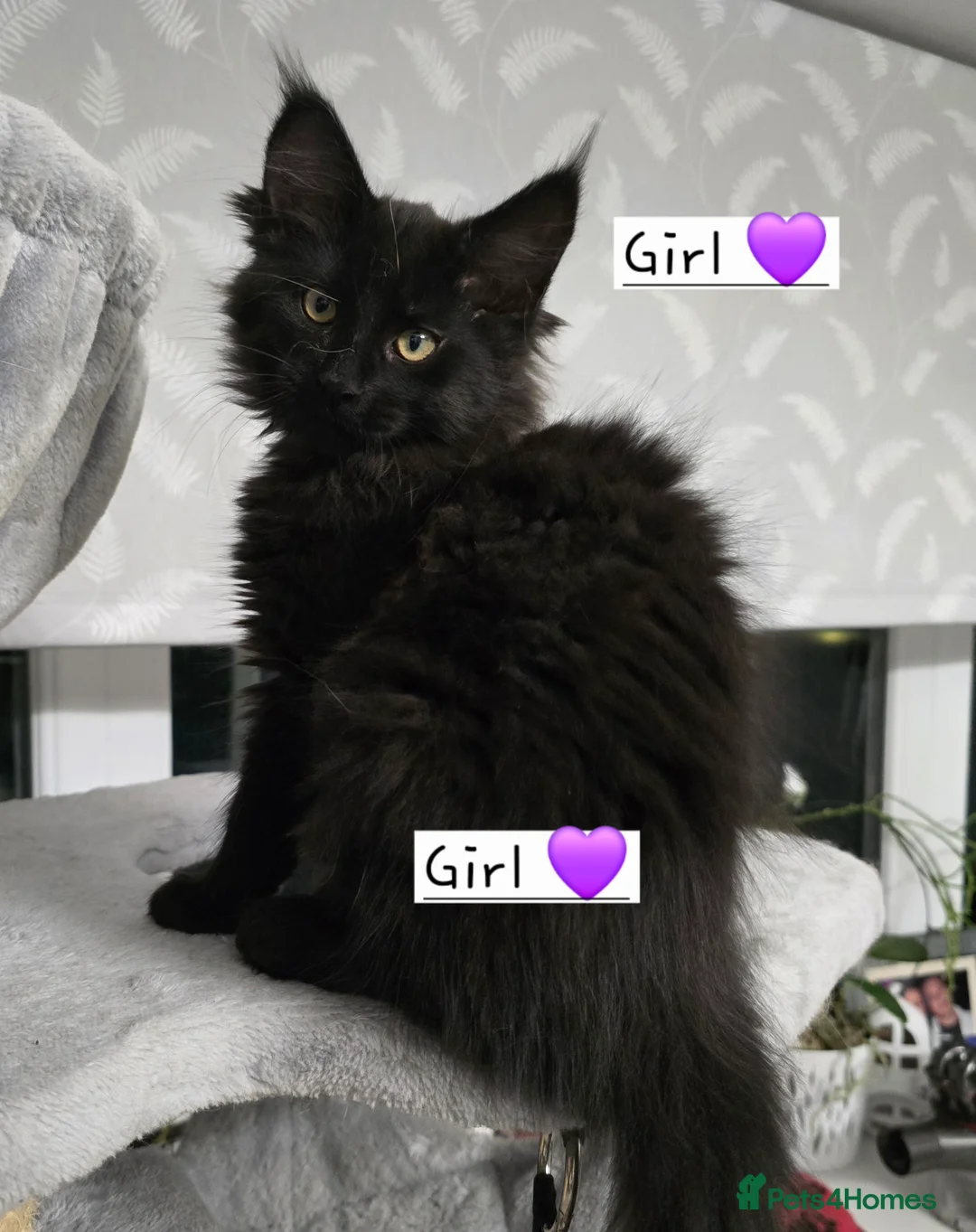 Maine Coon cats for sale: Pedigree TICA Maine Coon kittens READY  - Advert 3