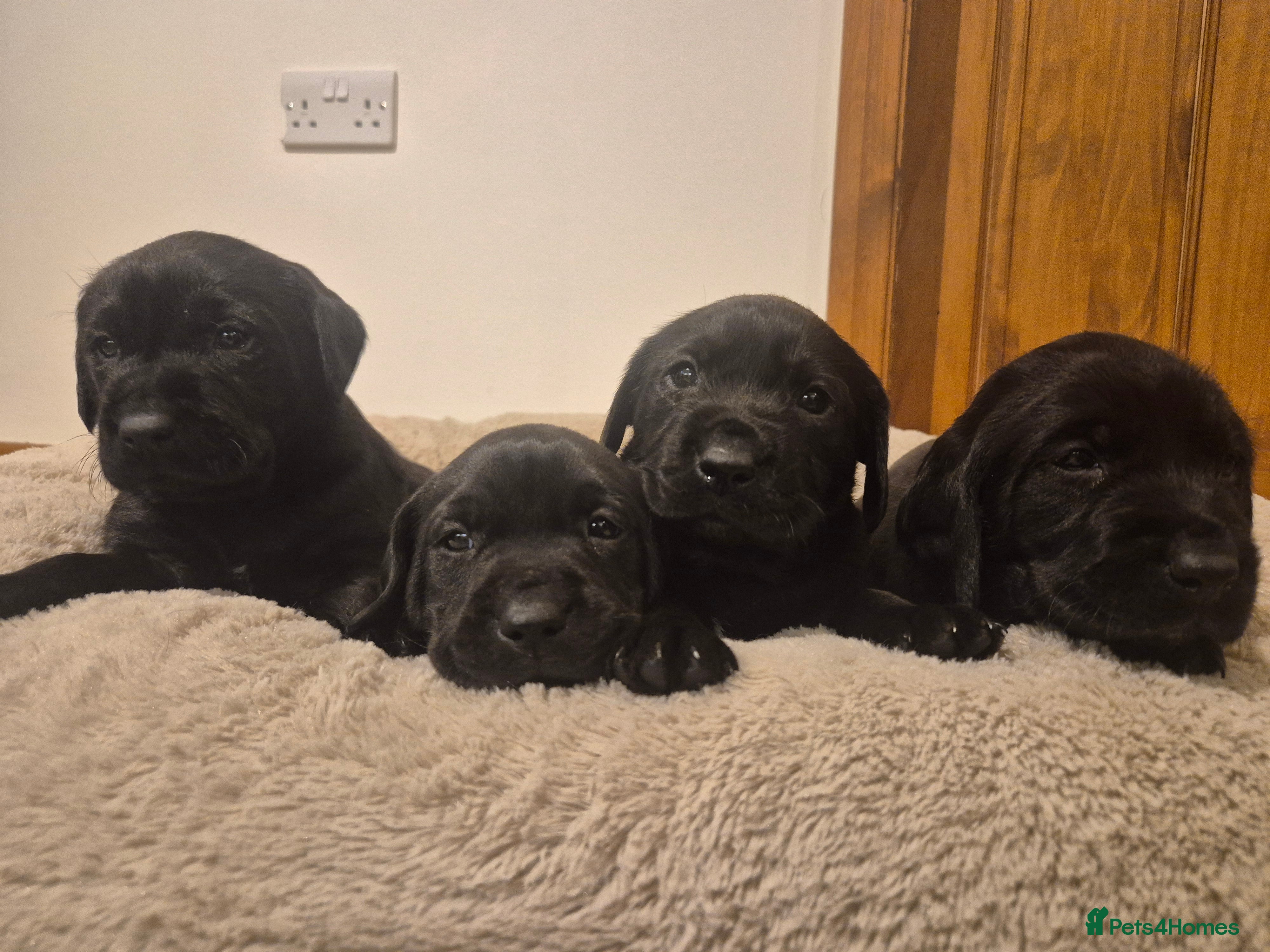 Mixed Breed dogs Chunky Lab X Pointer pups - Advert 4