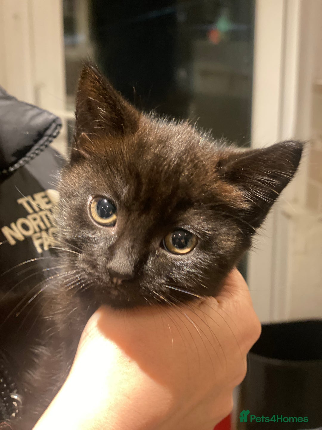 Mixed Breed cats for sale: 3 kittens available Portsmouth - Advert 19