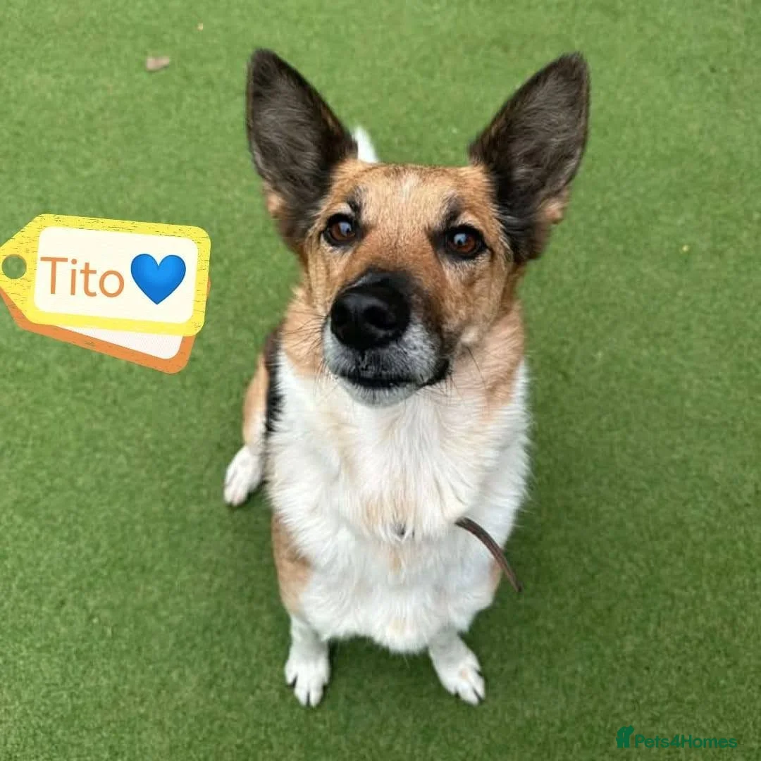 Mixed Breed dogs for adoption: 💙TITO💙 6½ years old, low-medium, only 15 kg boy - Advert 1