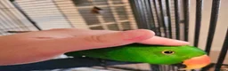 Parrots birds for sale: Talking Male Eclectus Parrot and huge cage  - Advert 5