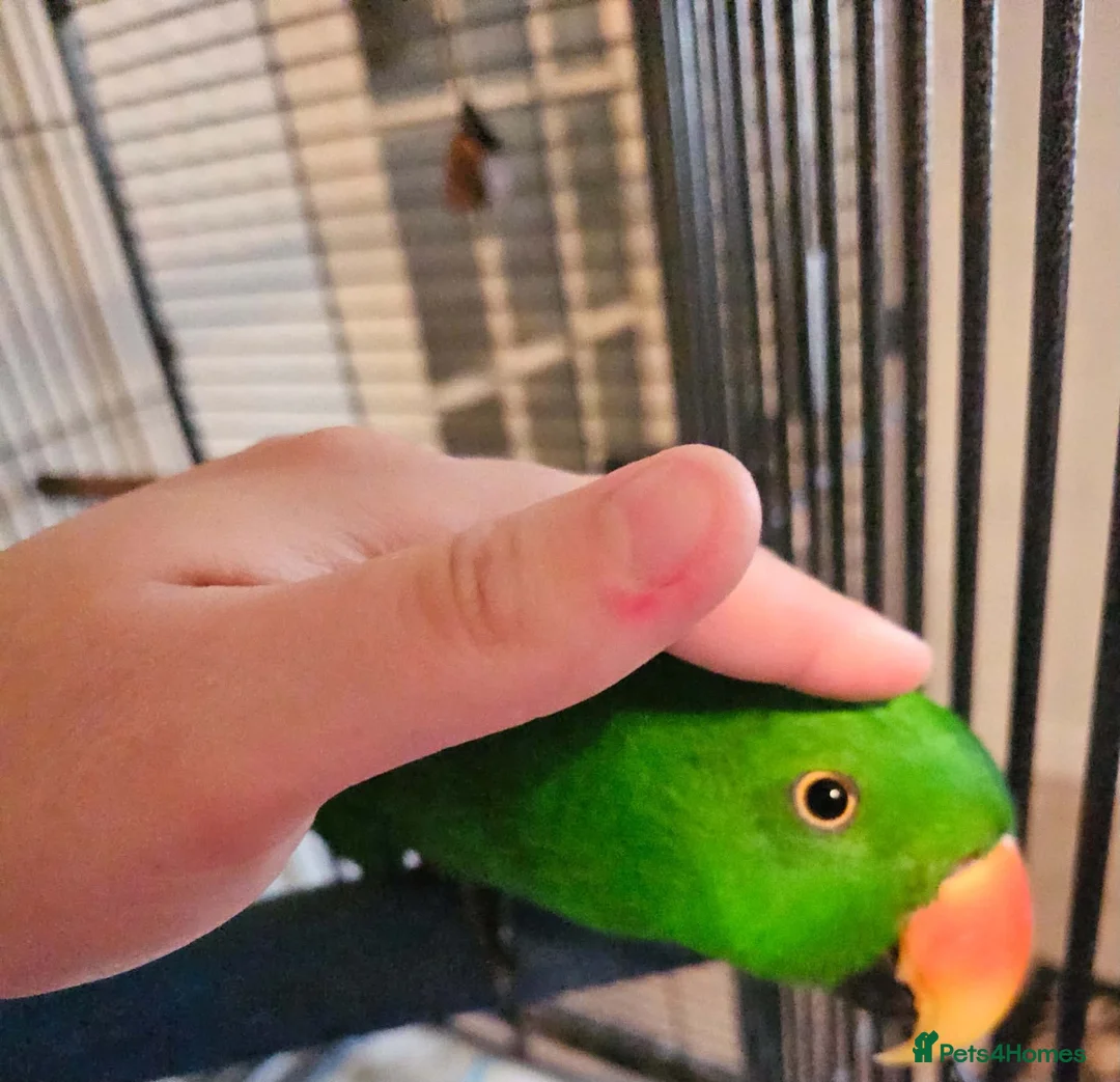 Parrots birds for sale: Talking Male Eclectus Parrot and huge cage  - Advert 5