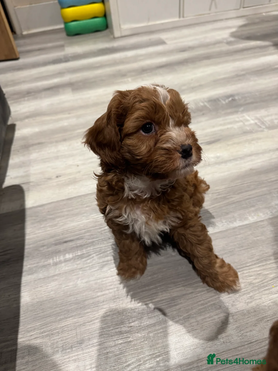 Cavapoo dogs for sale: Beautiful F1b Cavapoo Puppies – Ready Mid February - Advert 10