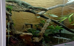Monitor reptiles for sale: MANGROVE MONITOR WITH FULL SETUP - Image 3