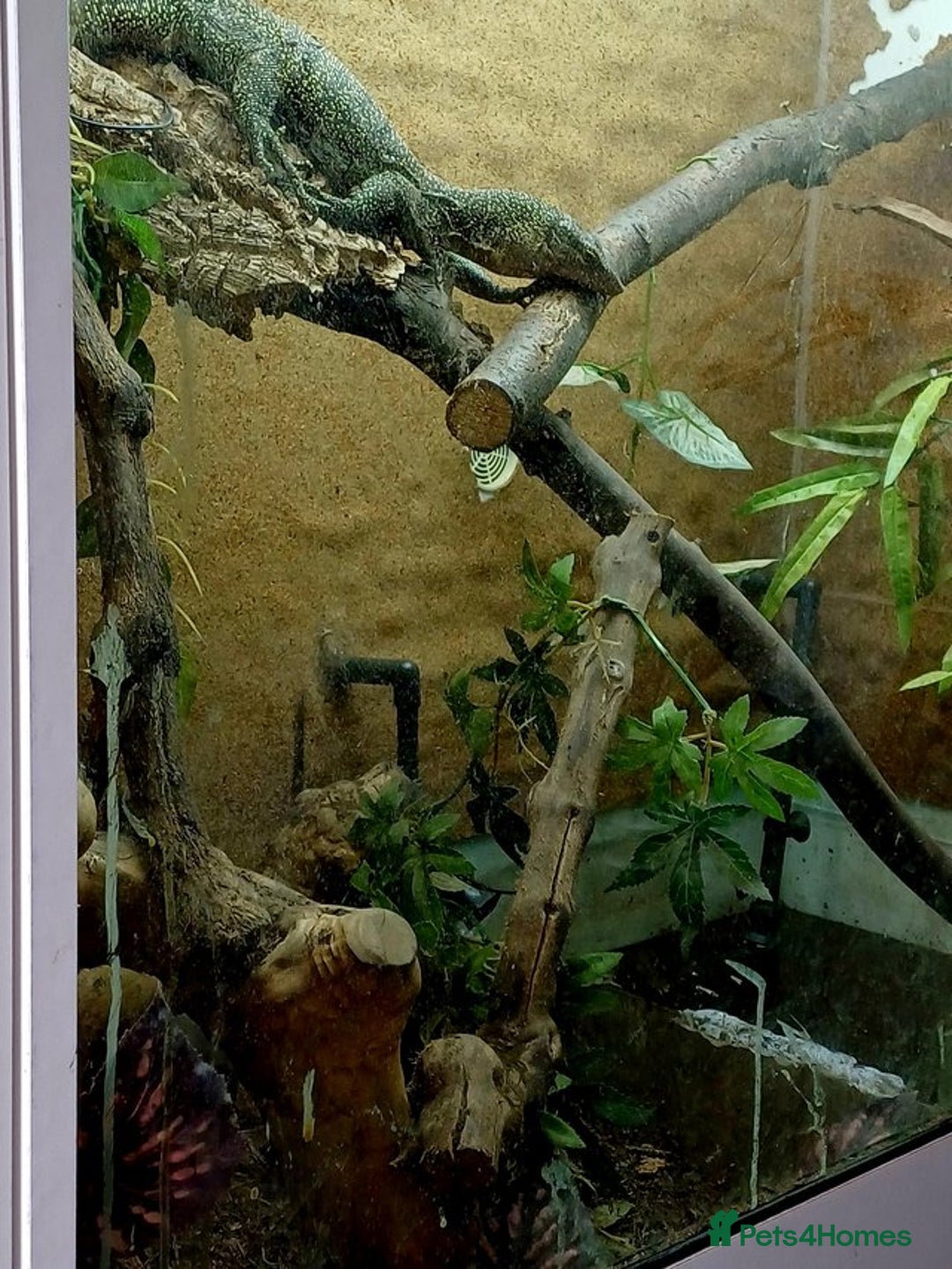 Monitor reptiles for sale: MANGROVE MONITOR WITH FULL SETUP - Image 3