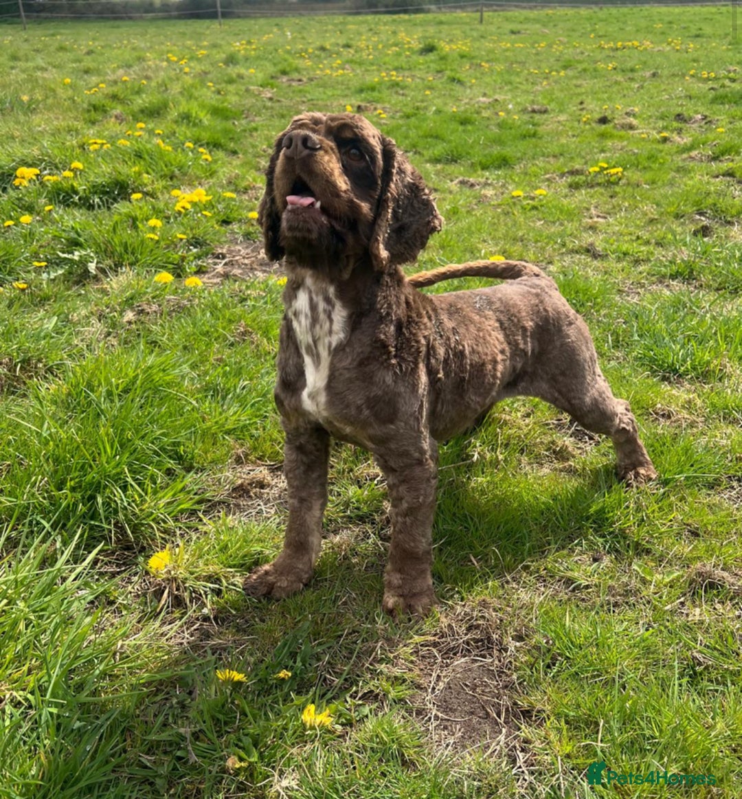 American Cocker Spaniel dogs for sale: Lovey Chocolate Tri Adult Male - Image 5