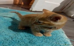 Mixed Breed cats for sale: 1ginger boy beautiful kitten left£150 uno  in London - Image 9
