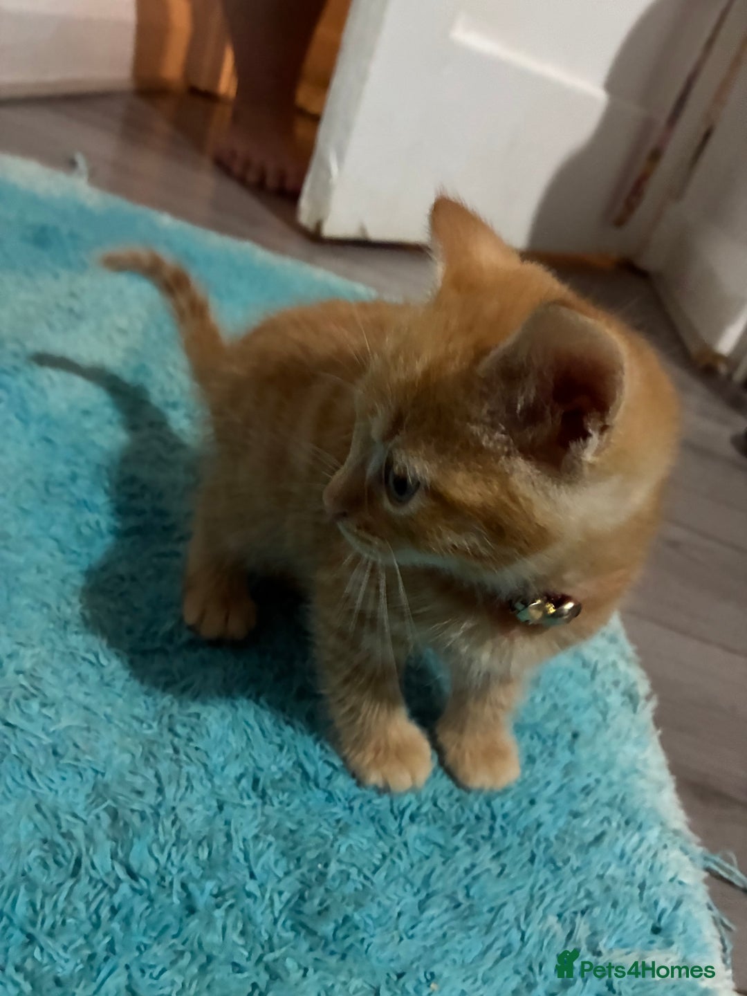 Mixed Breed cats for sale: 1ginger boy beautiful kitten left£150 uno  in London - Image 9
