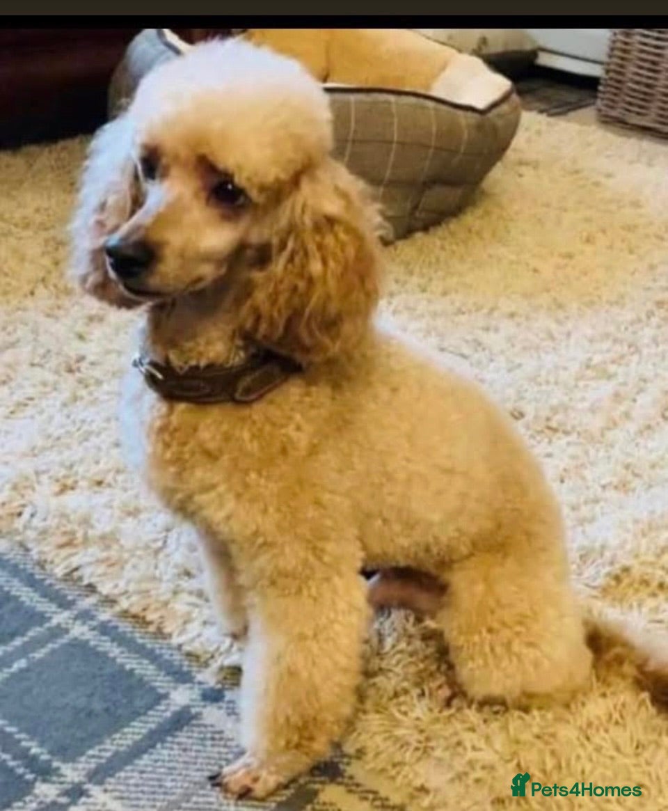 Miniature Poodle dogs Miniature poodle for re homing  - Advert 17