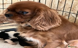 Cavalier King Charles Spaniel dogs for sale: Beautiful Cavalier King Charles Spaniel Puppies  - Image 1
