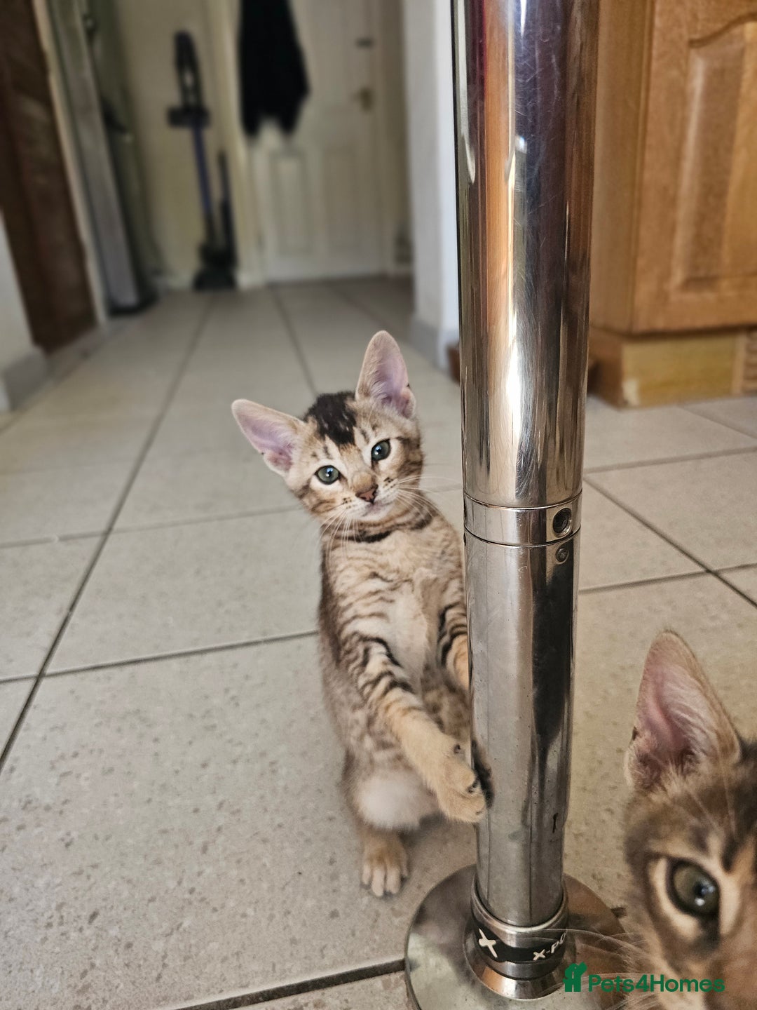 Mixed Breed cats for sale: Abyssinian x Snow Bengal  - Image 7