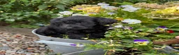 Doxiepoo dogs for sale: Adorable doxipoos  - Advert 11