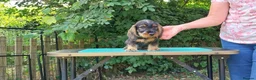 Dachshund dogs for sale: Standard Wirehaired Dachshund - Advert 14