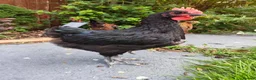 Chickens poultry for sale: Chickens For Sale Peterborough  - Advert 5