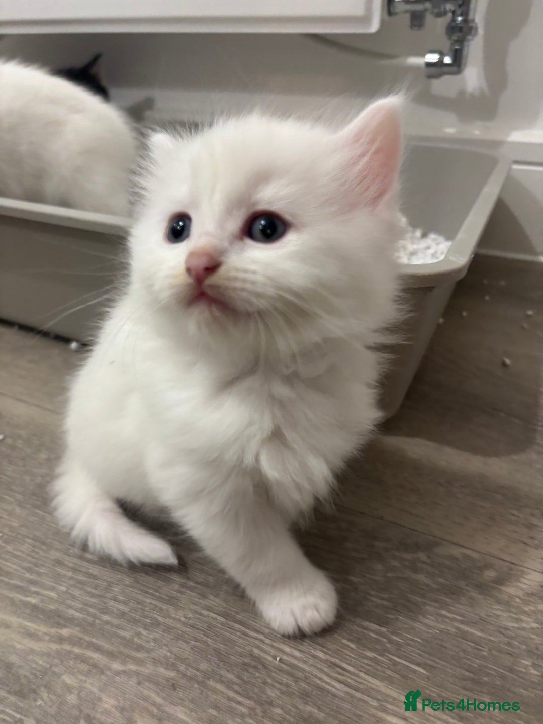 Mixed Breed cats for sale: MAIN COON / TURKISH ANGORA - Advert 1