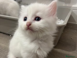 Mixed Breed cats MAIN COON / TURKISH ANGORA - Advert 1