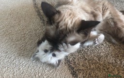 Ragdoll cats for sale: **Gorgeous Ragdolls**  - Advert 13