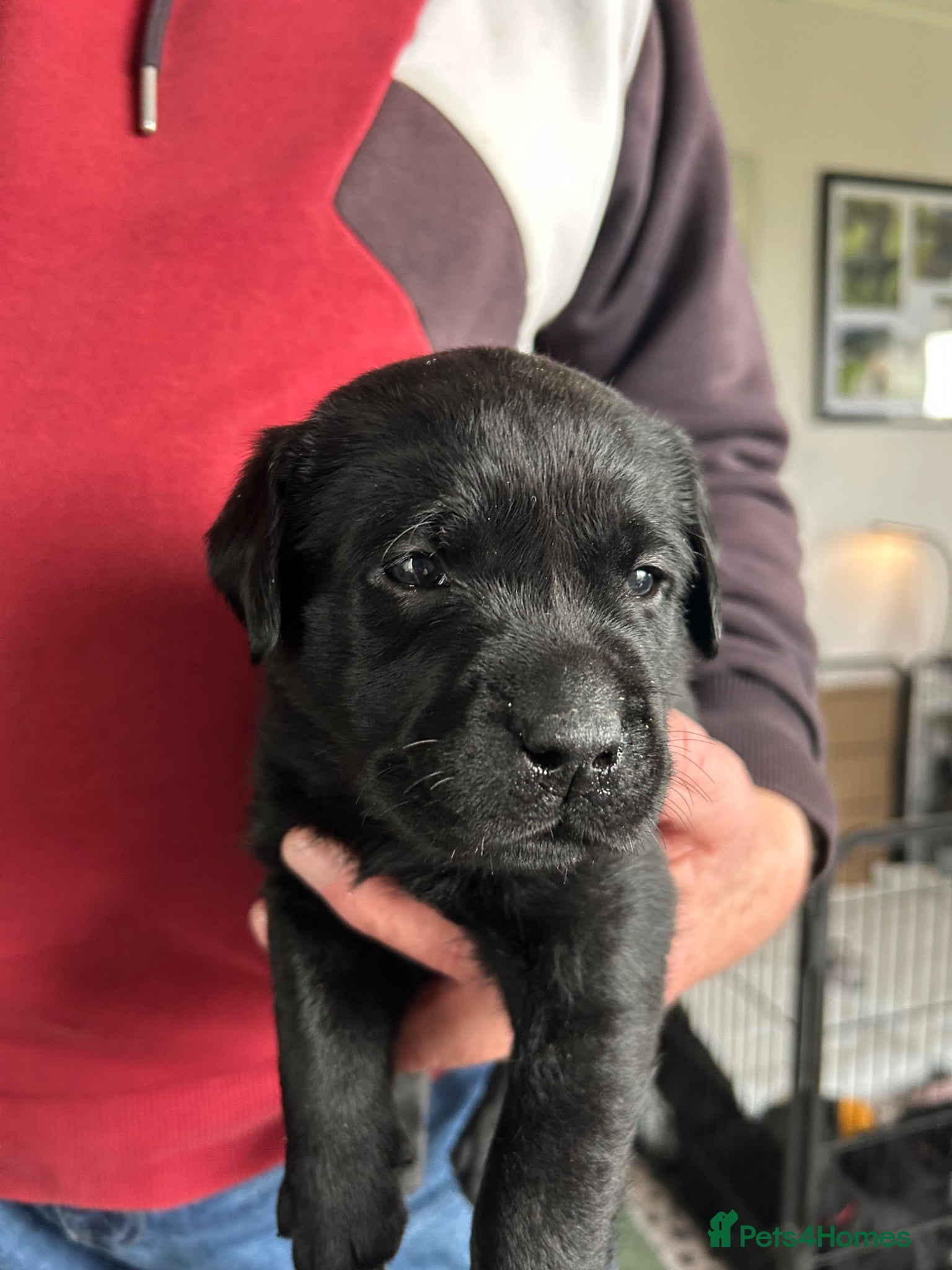 Labrador Retriever dogs Beautiful Black Labrador Puppies - Advert 2