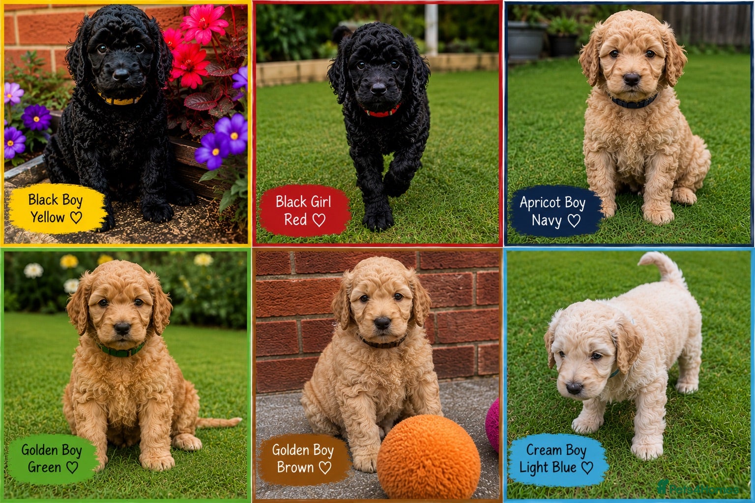 Cockapoo dogs Cockapoo F1B puppies - Advert 8