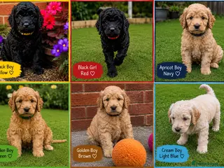 Cockapoo dogs Cockapoo F1B puppies - Advert 8