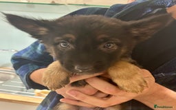 German Shepherd dogs for sale: Blue line German Shepherd’s - Ready today!  - Advert 30