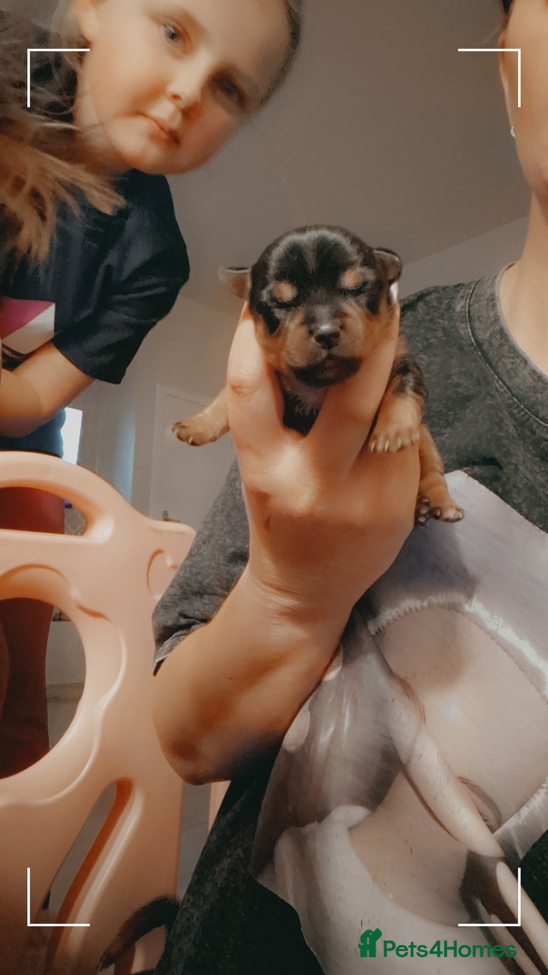 Chorkie dogs for sale: Yorkies cross chihuahua  - Advert 3