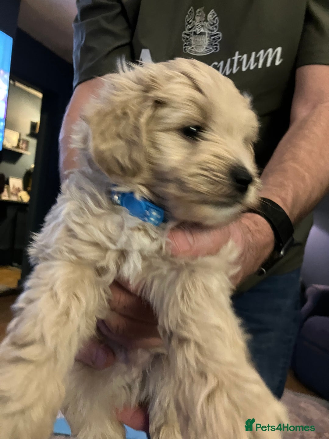 Schnoodle dogs for sale: Schnoodle puppies 3 available from a litter of 5 - Advert 16