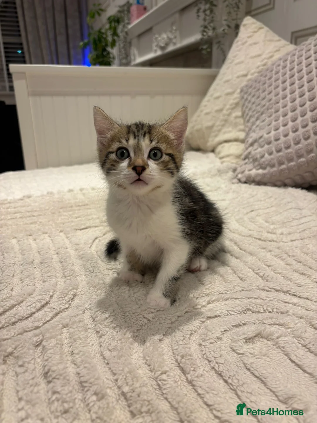 Mixed Breed cats for sale: Kittens 2 girls 1 boy for sale 8 weeks on Thursday in Birmingham - Advert 18