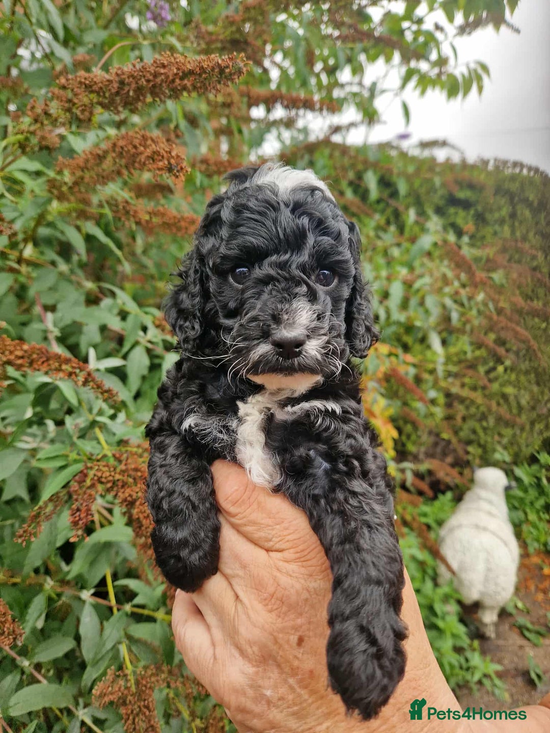 Cockapoo dogs for sale: 5 STAR FULLY DNA HEALTH TESTED F1B COCKAPOOS - Image 21
