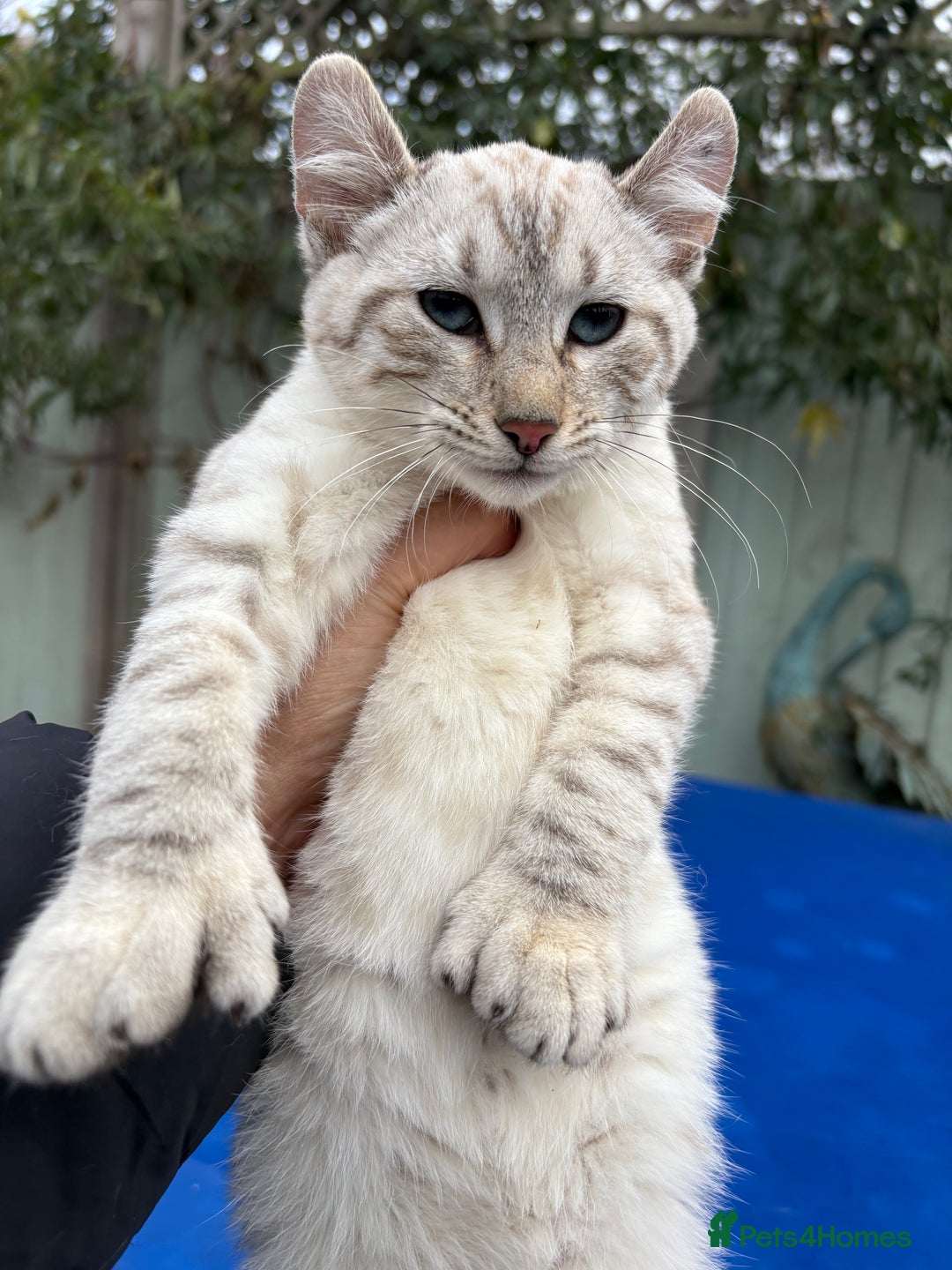 Keetso cats for sale: Gob smacking curled eared polydactyl female  - Advert 16